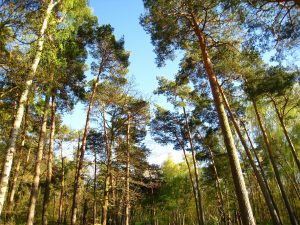 Contactez-nous pour réserver forêt des landes ondres